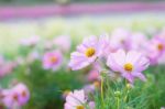 Cosmos With Morning Sunshine Stock Photo