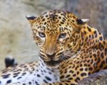 Close Danger And Angry Face Of Leopard In Wild Stock Photo