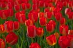 Colorful Tulips Field Stock Photo