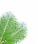 Coconut Leaf Isolated On White Background Stock Photo