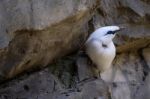 Fuengirola, Andalucia/spain - July 4 : Bali Starling (leucopsar Stock Photo