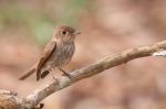 Brown-streaked Flycatcher Stock Photo