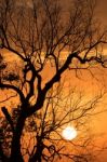 Branch Silhouette Sunset Stock Photo