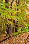 Pathway In Colorful Autumn Arboretum Park Stock Photo