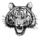 Head Of Angry Tiger Hand Drawn Stock Photo