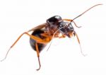 Black Carpenter Ant (camponotus Pennsylvanicus) Stock Photo