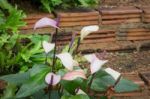 Pink Spadix In The Garden Stock Photo