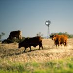 Cows And A Windmill In The Countryside Stock Photo