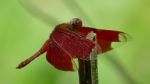 Red Dragonfly Stock Photo