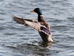 Postcard With A Mallard Showing Wings At A Lake Stock Photo