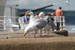 Seagull Stock Photo