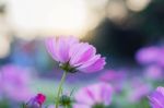 Purple Cosmos At Sunrise Stock Photo