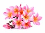 Pink Plumeria Flowers Isolated On White Background Stock Photo