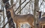 Beautiful Isolated Picture Of Wild Deer In The Forest Stock Photo