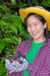 Female Agriculturist Hand Showing Mangosteens Stock Photo