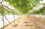 Green Grape Farm Under Plastic Cover Greenhouse Stock Photo