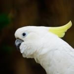 Sulphur-crested Cockatoo Stock Photo