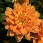 Orange Dahlia In Full Bloom Stock Photo