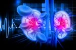 Human Kidney Cross Section Stock Photo