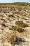 Beach Landscape With Dune Vegetation And Sand Stock Photo