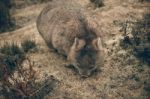 Adorable Large Wombat During The Day Looking For Grass To Eat Stock Photo