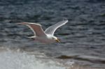 Common Gull (larus Canus) Stock Photo