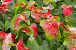 Beautiful Spadix Flower Stock Photo