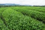 Tea Plantation With Sky Stock Photo