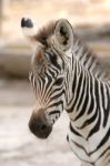 Zebra Stock Photo