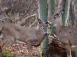 Beautiful Image With The Cute Deers Stock Photo