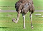 Image Of An Ostrich Walking On A Grass Field Stock Photo