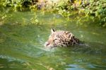 Orange Jaguar Swimming Stock Photo