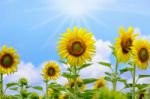 Sunflower Or Helianthus Annuus On Sky Background Stock Photo