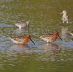 Asian Dowitcher Stock Photo