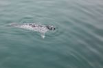 Common Seal (phoca Vitulina) Stock Photo