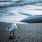 Seagull On The Beach Stock Photo