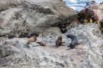 New Zealand Fur Seal (arctocephalus Forsteri) Stock Photo