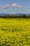 Spring Countryside Landscape Of Yellow Flowers Stock Photo