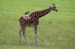 Giraffe Stock Photo