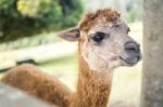 Alpacas In A Field Stock Photo