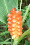 Orange  Siam Tulip Flower Or Curcuma Flower Stock Photo