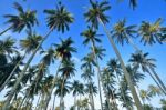 Coconut Palm Stock Photo