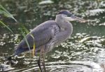 Photo Of A Great Blue Heron Standing In The Mud Stock Photo