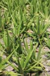 Aloe Vera Garden Stock Photo