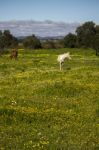 Horses On A Landscape Field Of Yellow Flowers Stock Photo