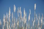 Reed Stock Photo