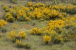 Spring Algarve Flora Stock Photo