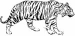 Sketch Illustration Of Tyger Stock Photo