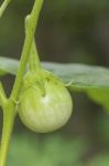 Green Cockroach Berry On Nature Plant Tree Stock Photo