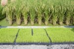 Rice Seedling And Rice Plant Stock Photo